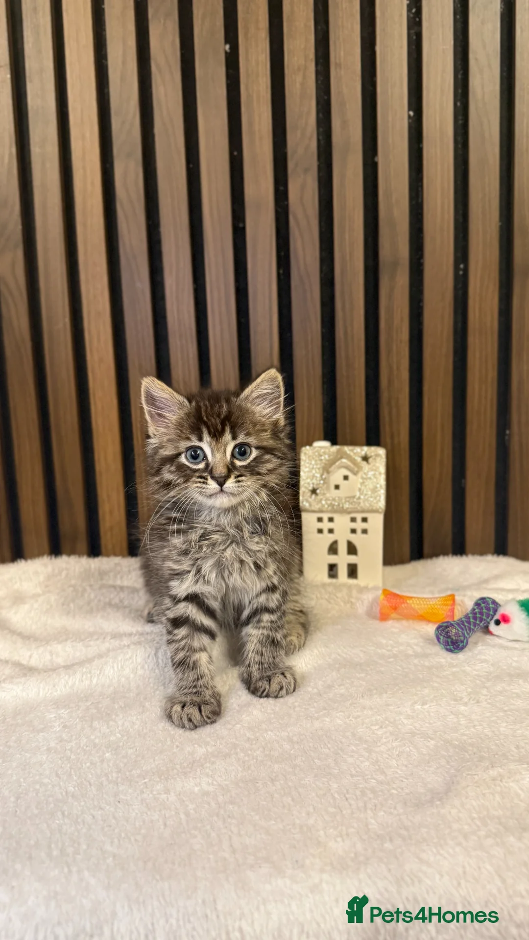 Ragdoll cats for sale: Last 1 Remaining | Stunning Mixed Ragdoll Kittens  - Advert 1