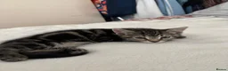 Bengal cats for sale: Bengal mixed kitten  - Advert 3