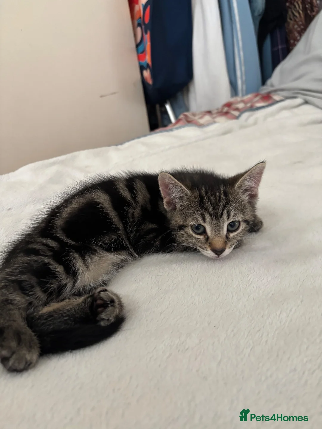 Bengal cats for sale: Bengal mixed kitten  - Advert 3