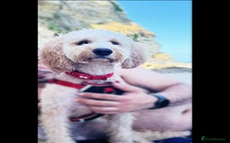 Cockapoo dogs for stud: Chaco - f1b cockapoo for stud - Image 1