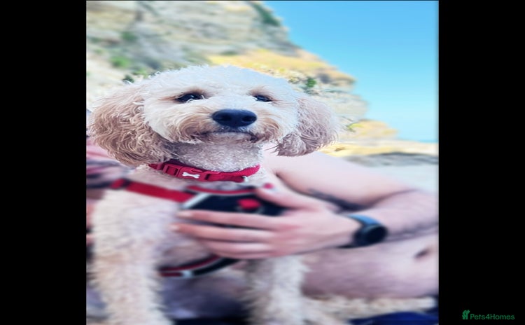 Cockapoo dogs - Advert 1