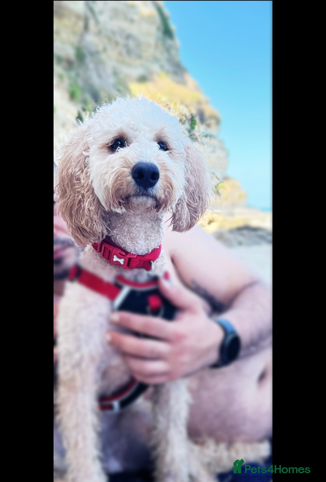 Cockapoo dogs for stud: Chaco - f1b cockapoo for stud - Image 1