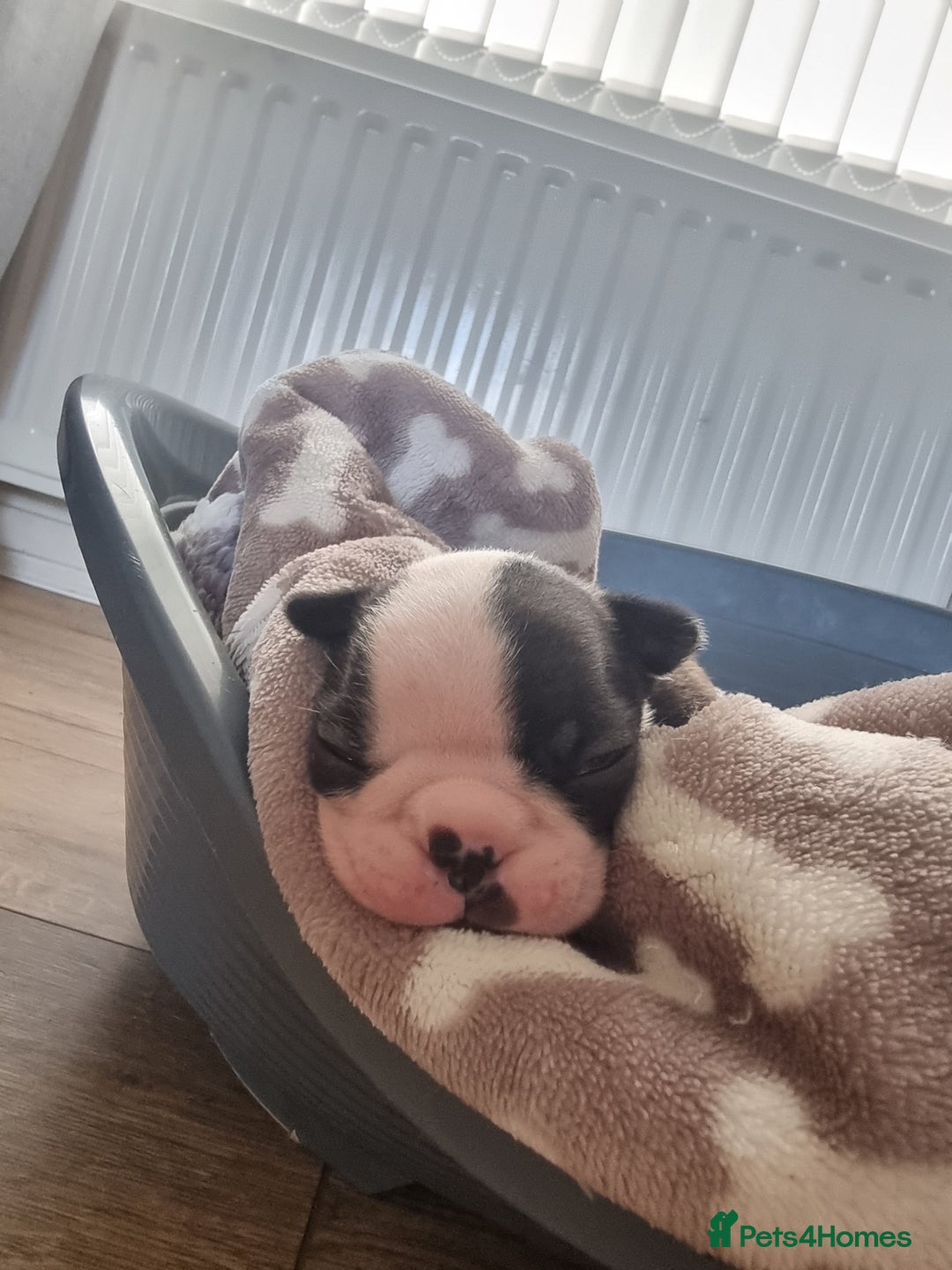 Boston Terrier dogs for sale: Boston Terrier pups - Image 7
