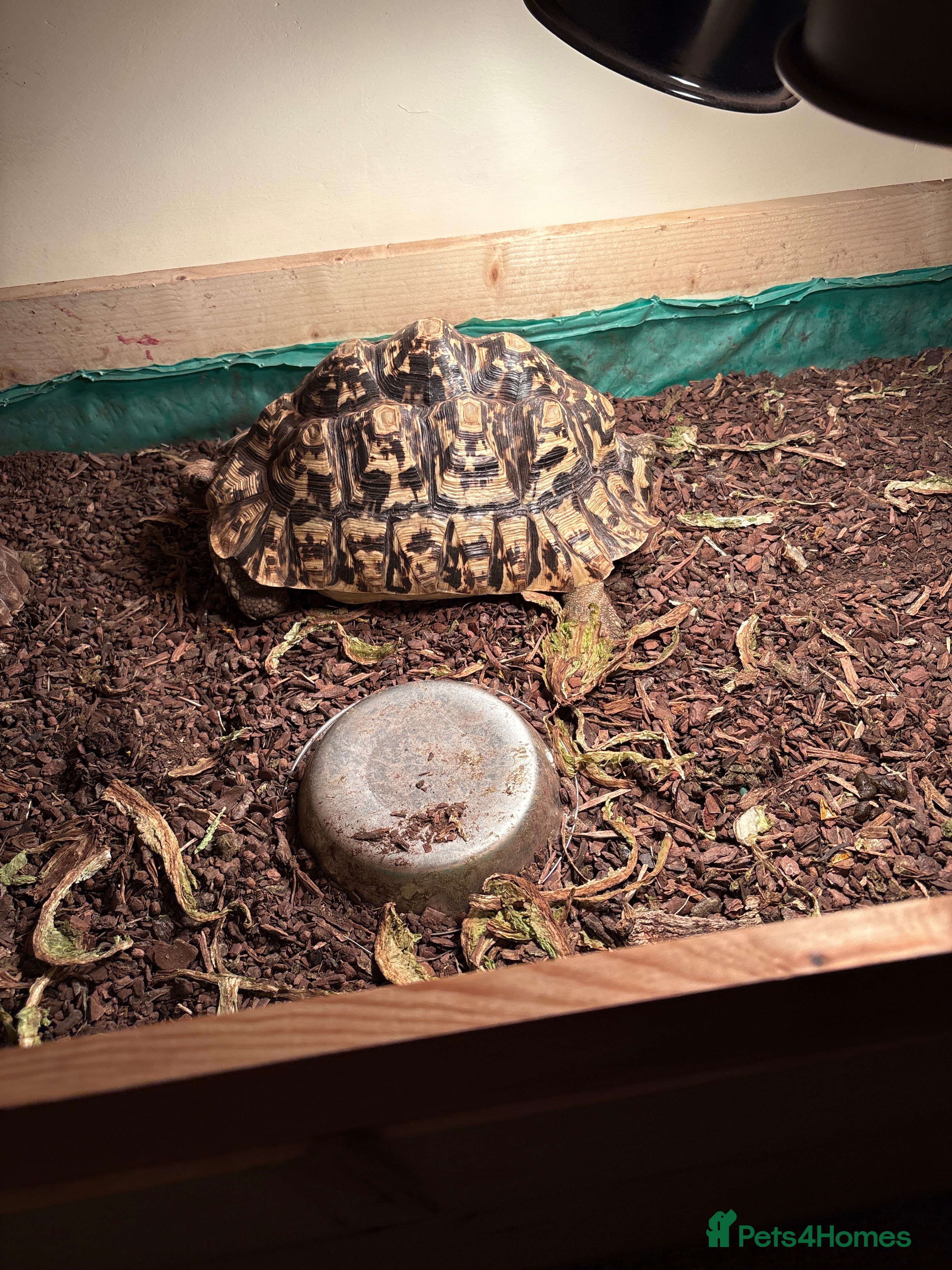 Tortoise reptiles leopard  - Advert 1