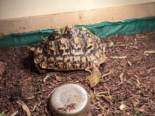 Tortoise reptiles leopard - Advert 1