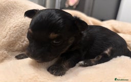 Mixed Breed dogs for sale: Jackawawa - Image 22