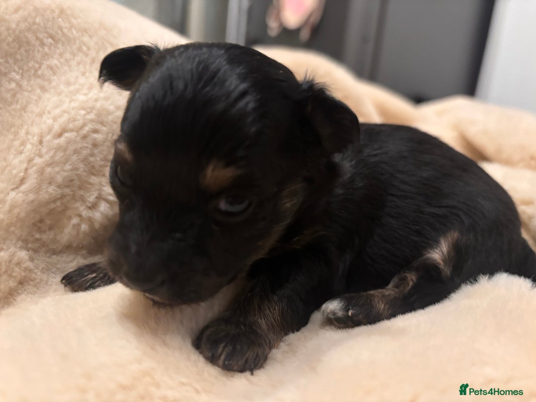 Mixed Breed dogs for sale: Jackawawa - Image 22