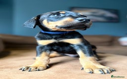 Dobermann dogs for sale: Gorgeous Rottweiler crossed with Red Doberman  - Image 3