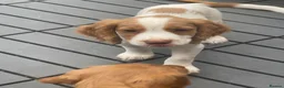 Cocker Spaniel dogs for sale: Red and Lemon & White Working Cocker Spaniels - Advert 27