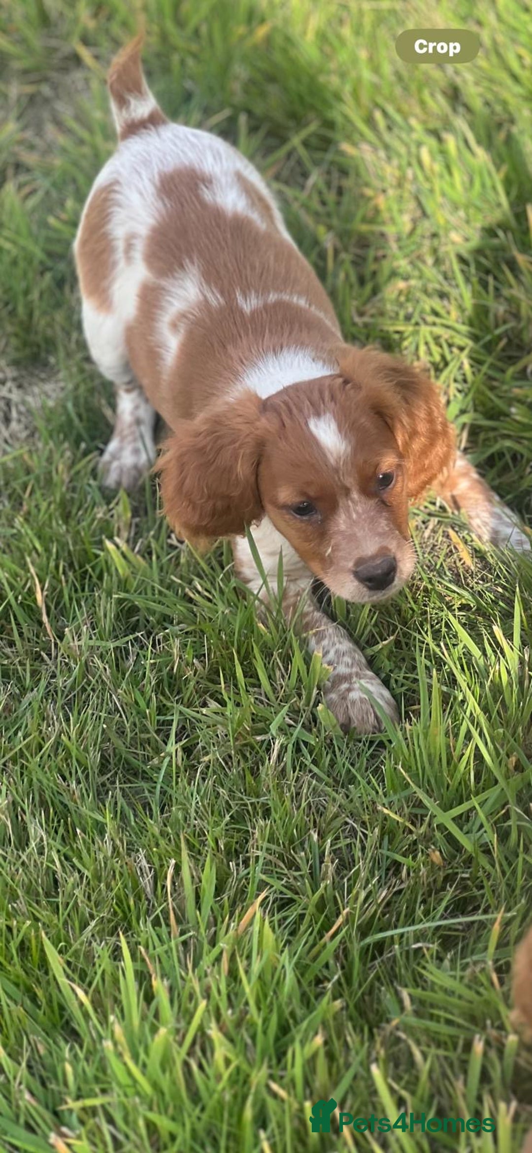 Brittany Spaniel dogs for sale: Brittany puppies for sale  - Image 8