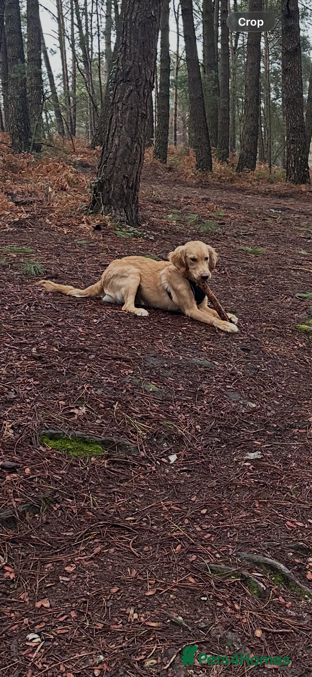 Golden Retriever dogs for sale: 6½ Month Old KC‑Registered Golden Retriever - Advert 2