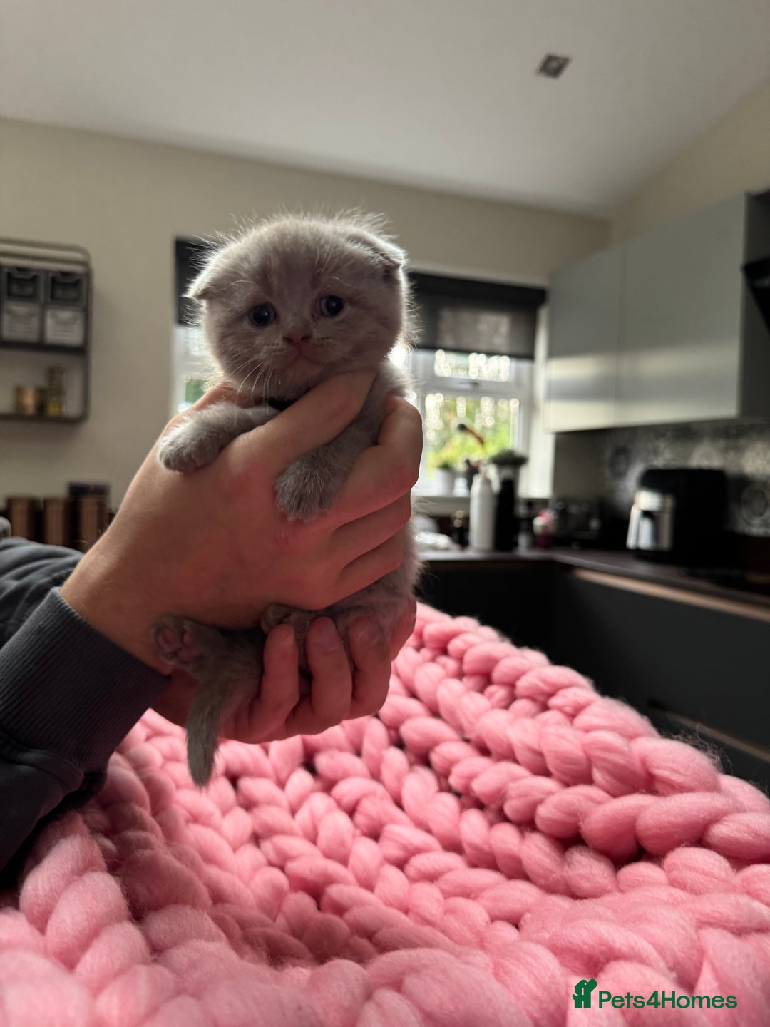 Scottish Fold cats for sale: Scottish Fold Kittens – Raised in our Family Home  - Advert 14