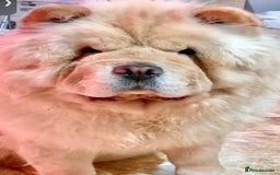 Chow Chow dogs for sale: GORGEOUS KC FEMALE CHOW FOR SALE!!!!!! - Image 1