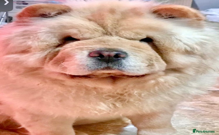 Chow Chow dogs - Advert 3