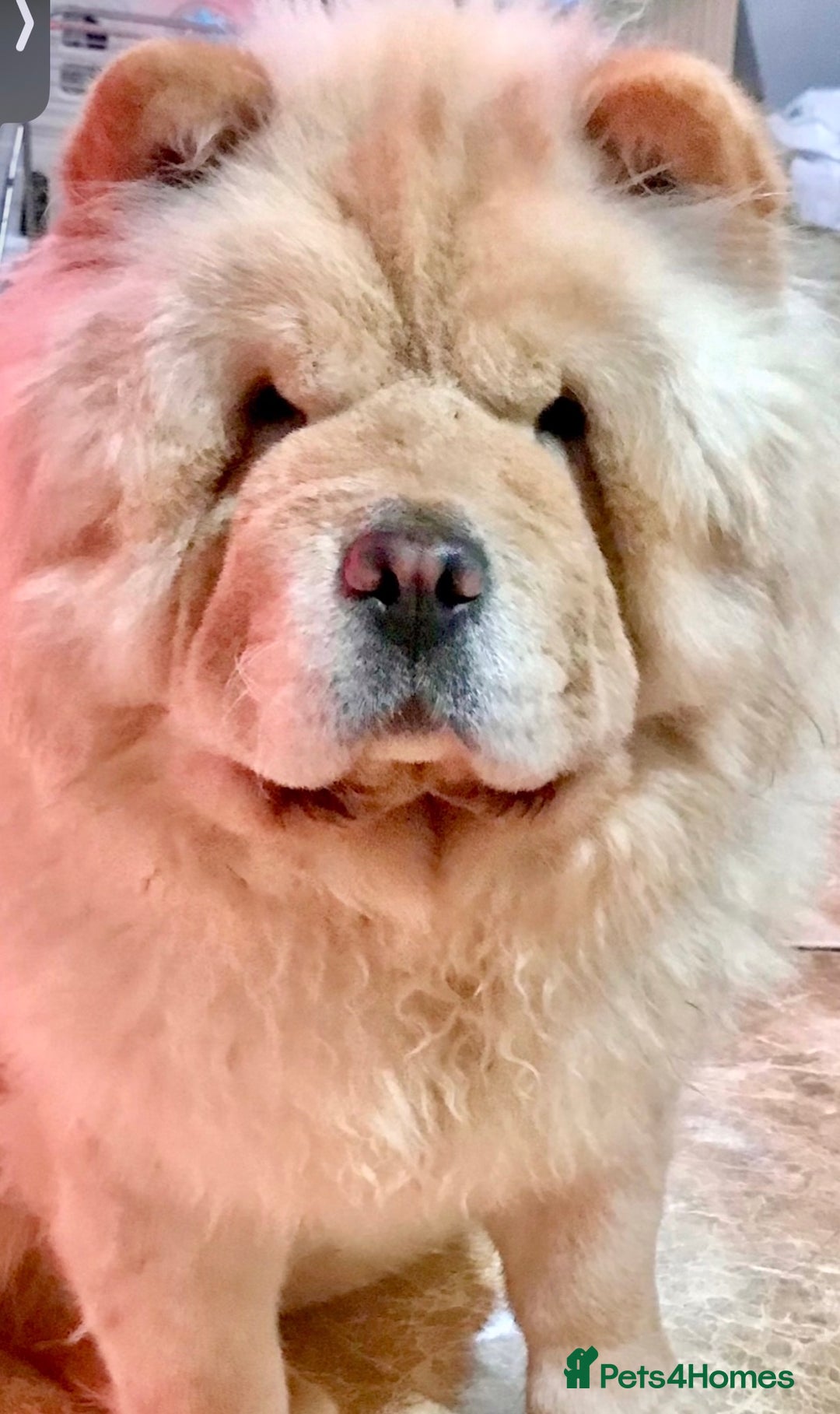 Chow Chow dogs for sale: GORGEOUS KC FEMALE CHOW FOR SALE!!!!!! - Image 1