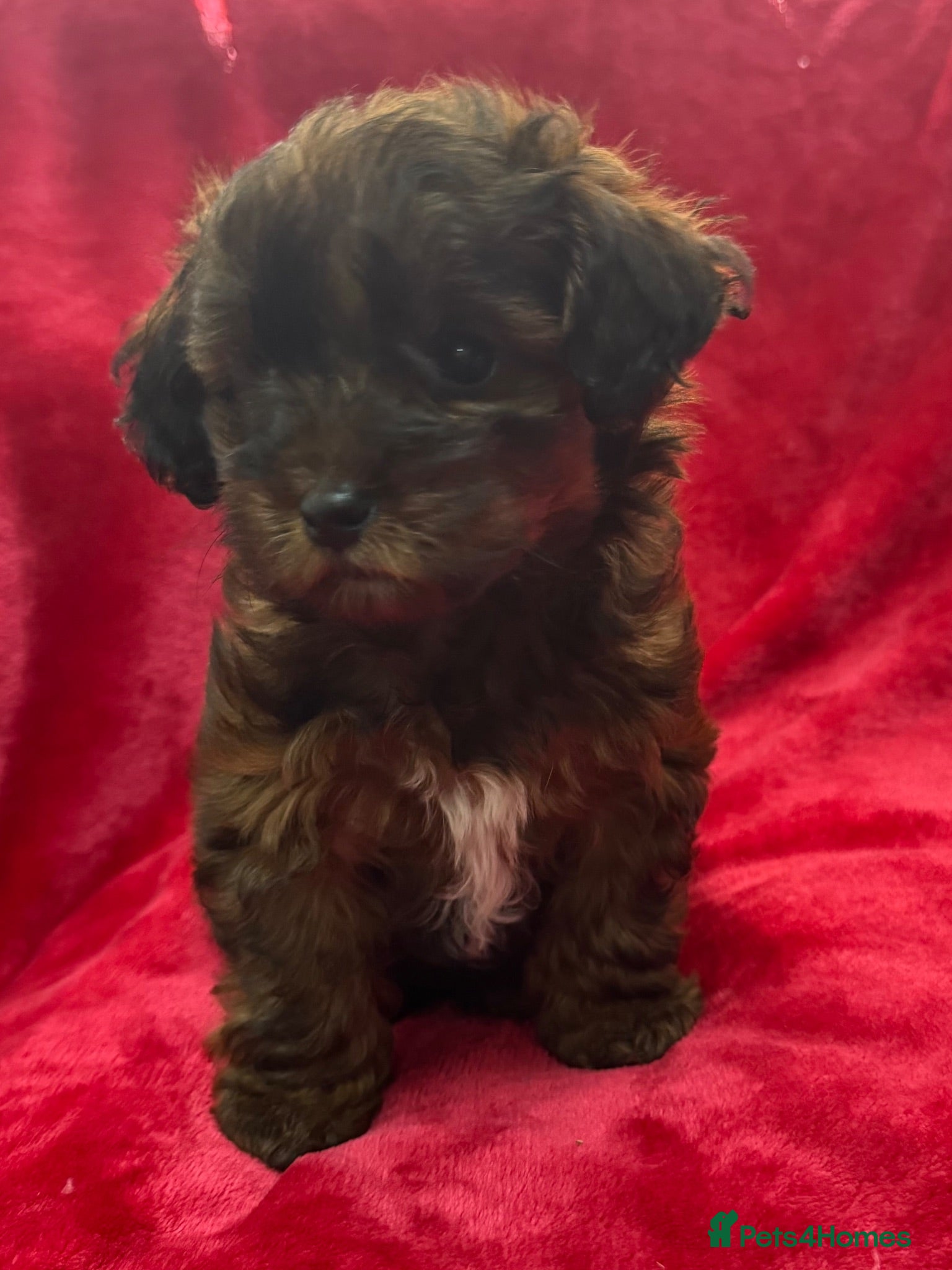 Yorkiepoo dogs READY NOW DNA Health tested poodle x Yorkie pups  - Advert 1
