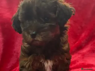 Yorkiepoo dogs READY NOW DNA Health tested poodle x Yorkie pups - Advert 1