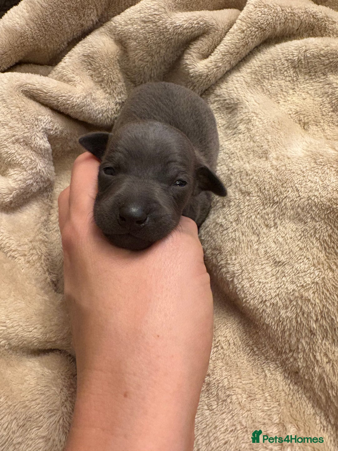Italian Greyhound dogs for sale: KC Italian Greyhound Puppies  - Image 11