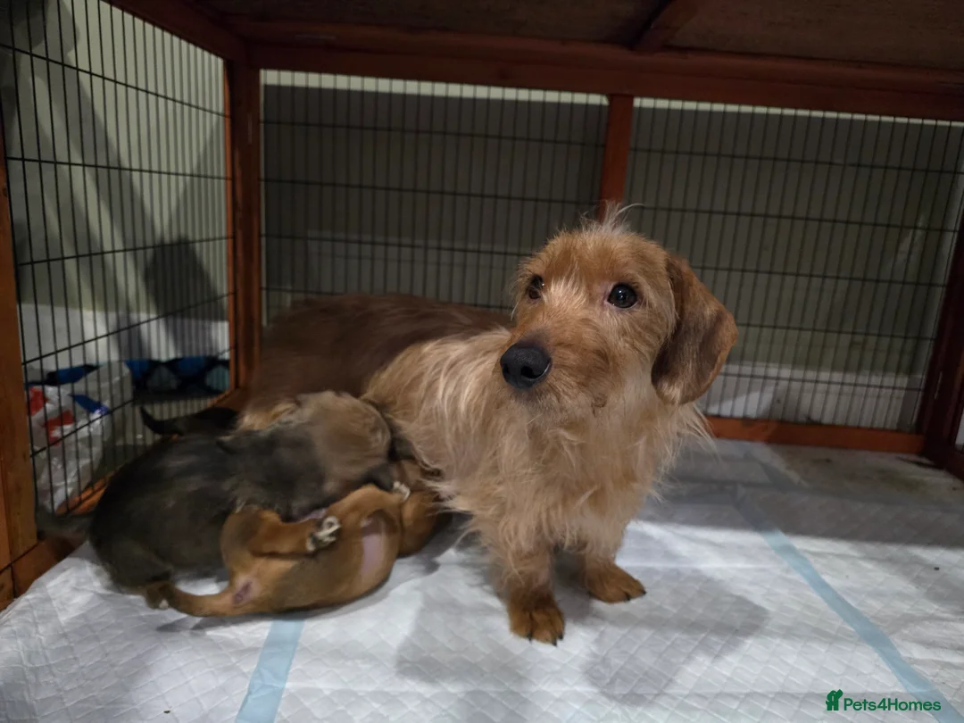 Mixed Breed dogs for sale: Puppies - Advert 1