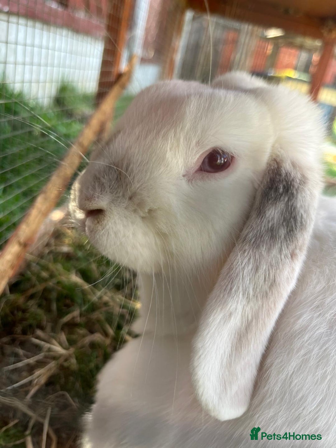 Mini Lop rabbits for sale: Two male lops for sale  - Image 4