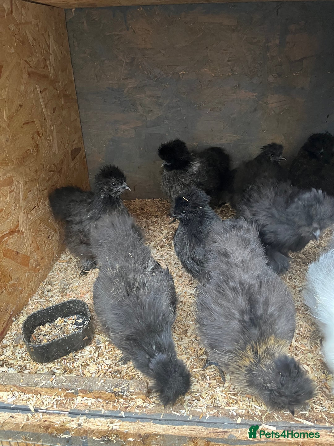 Mixed Breed poultry for sale: Indian runner ducklings and Silkies  - Advert 10