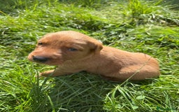 Labrador Retriever dogs for sale: Fox Red Puppies for Sale - Image 11