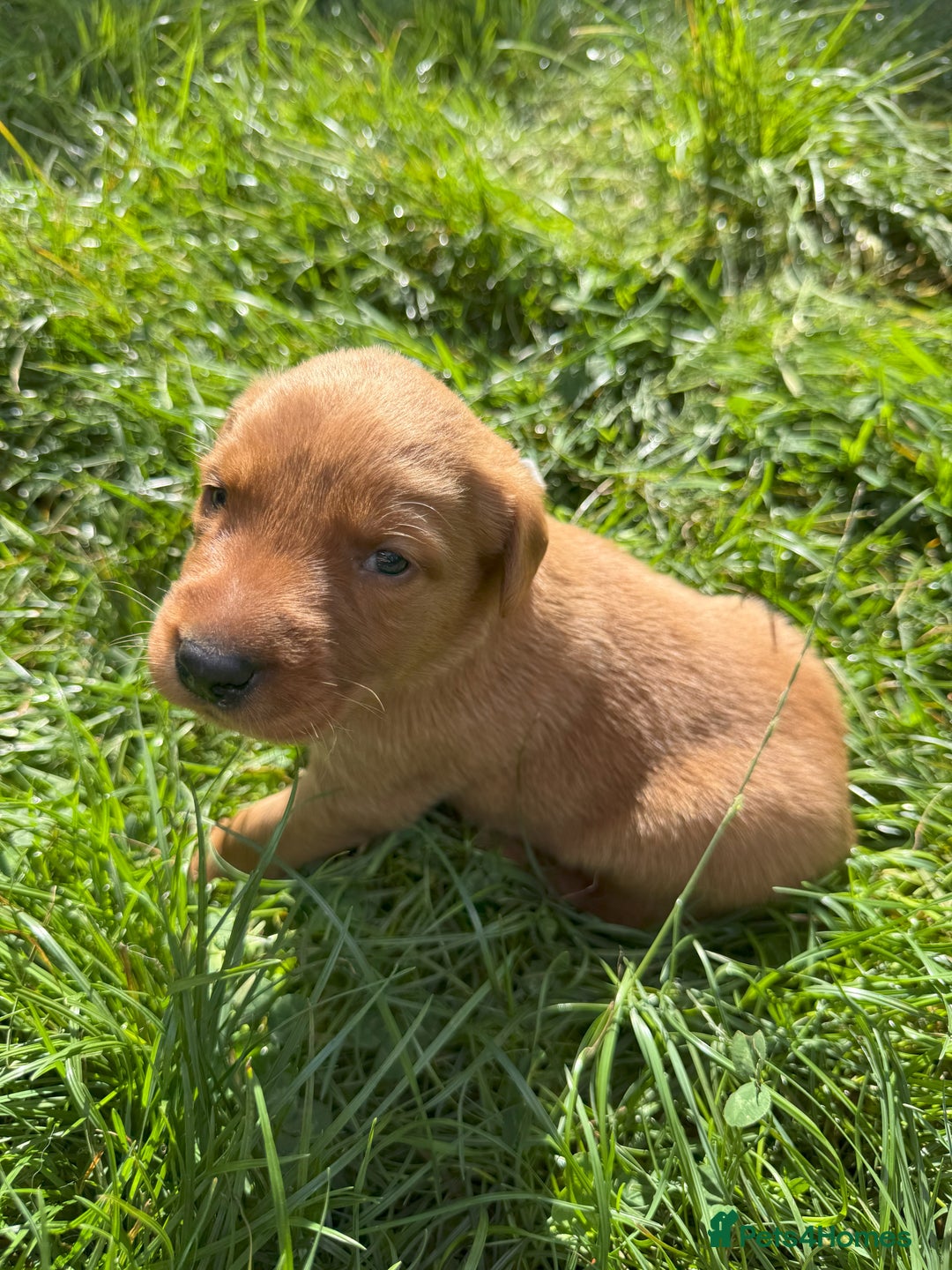 Labrador Retriever dogs for sale: Fox Red Puppies for Sale - Image 11
