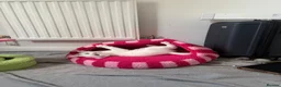 Domestic Shorthair cats for sale: Rehoming of a gorgeous kitten  - Advert 3