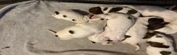 English Springer Spaniel dogs for sale: Stunning kc reg springer spaniel puppies  - Advert 7