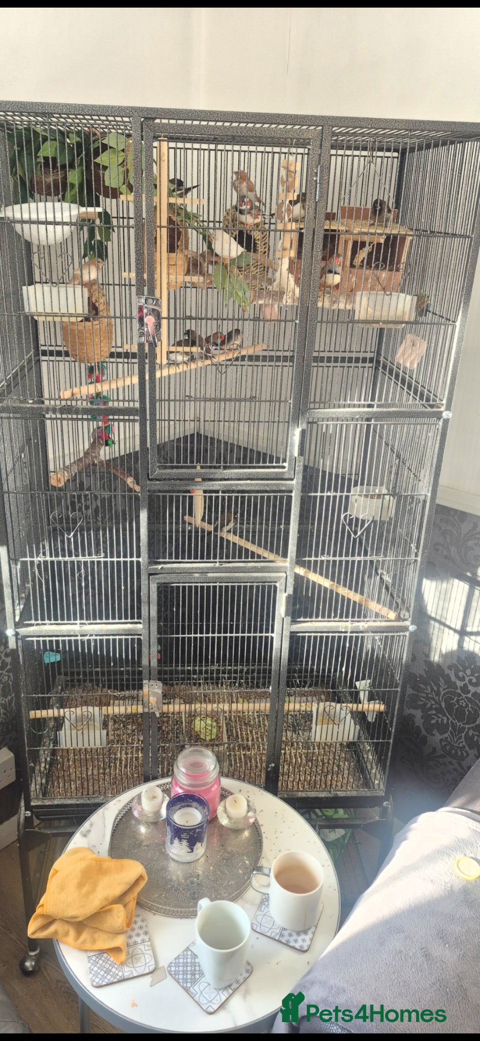 Finches birds Bengalise finches  - Advert 1