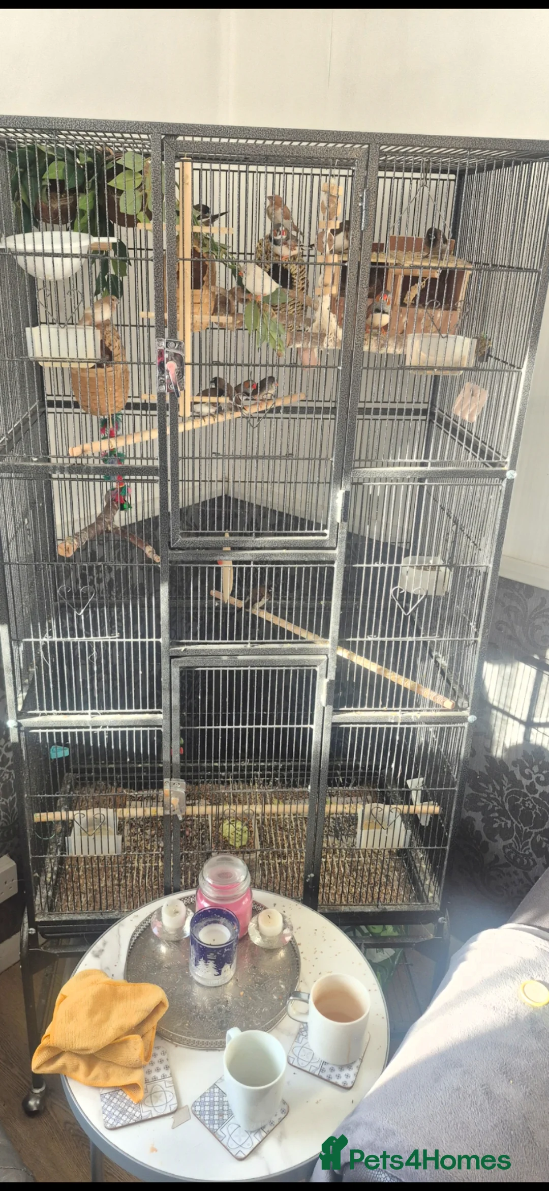 Finches birds for sale: Bengalise finches  - Advert 1