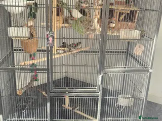 Finches birds Bengalise finches - Advert 1