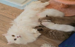 Persian cats for sale: Rare SHORT LEG Persian - Image 7
