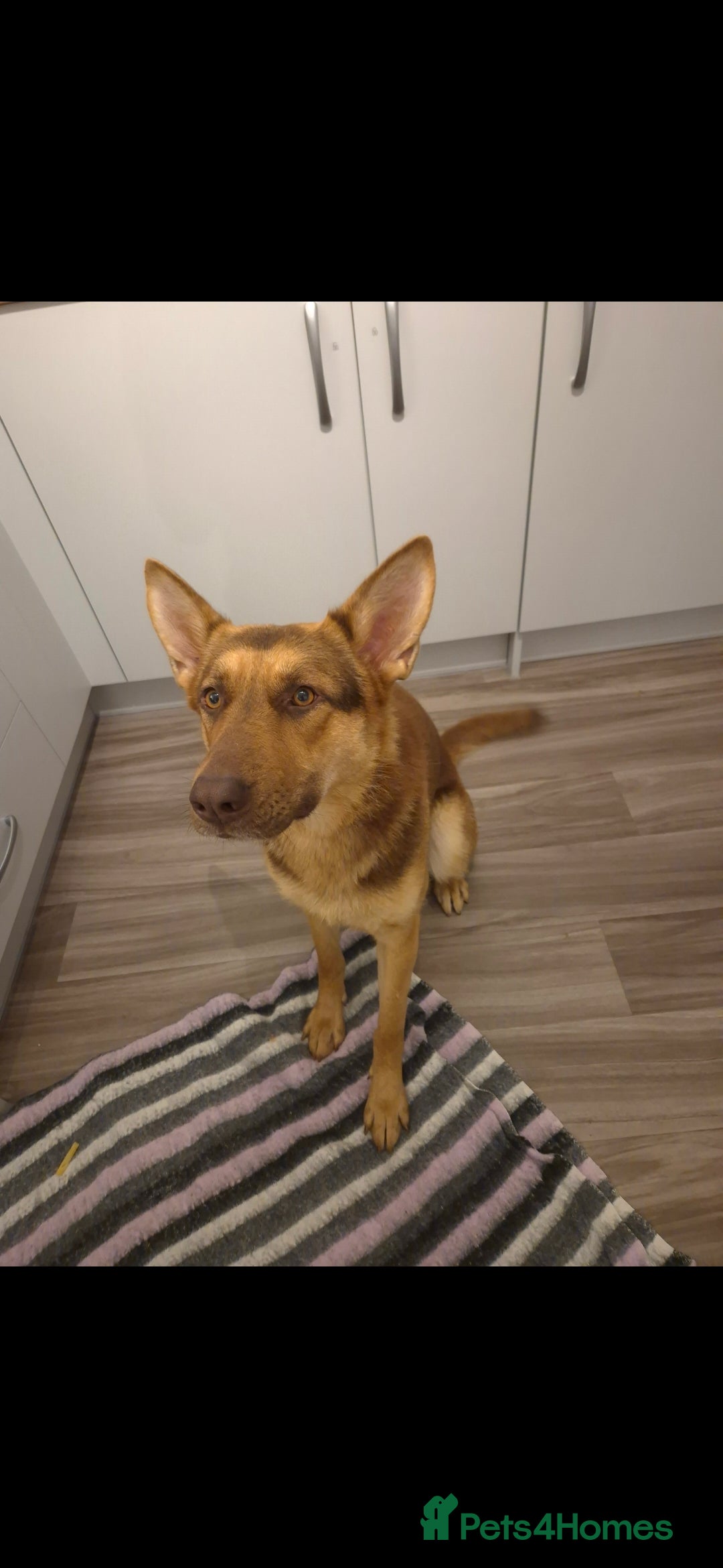 German Shepherd dogs Stunning German shepherd  - Advert 7