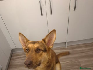 German Shepherd dogs Stunning German shepherd - Advert 7