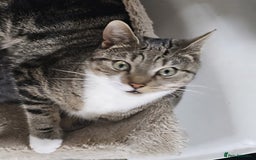 British Shorthair cats for sale: Male cat ready for new home - Image 1