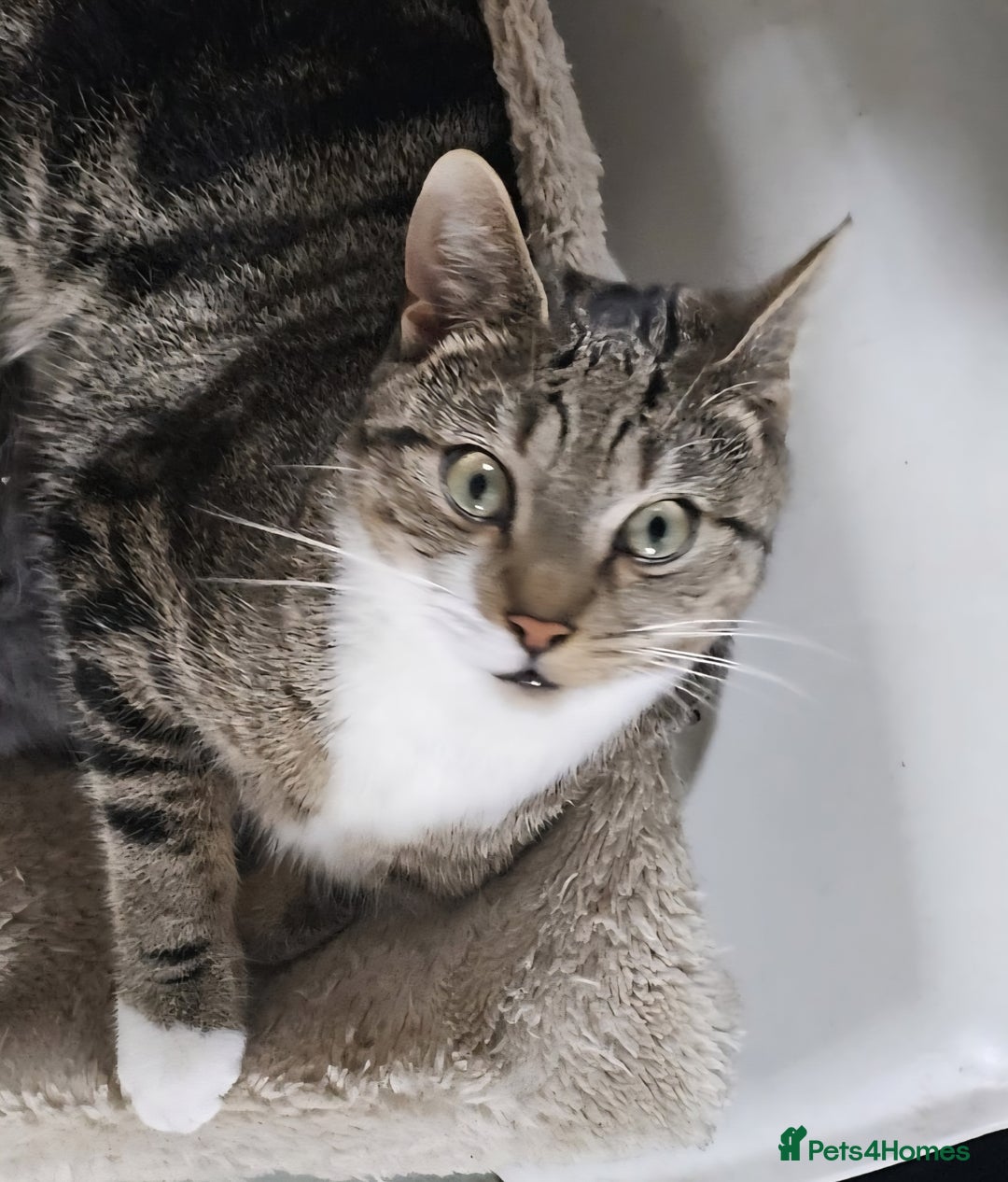 British Shorthair cats for sale: Male cat ready for new home - Image 1