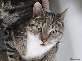 British Shorthair cats - Advert 5