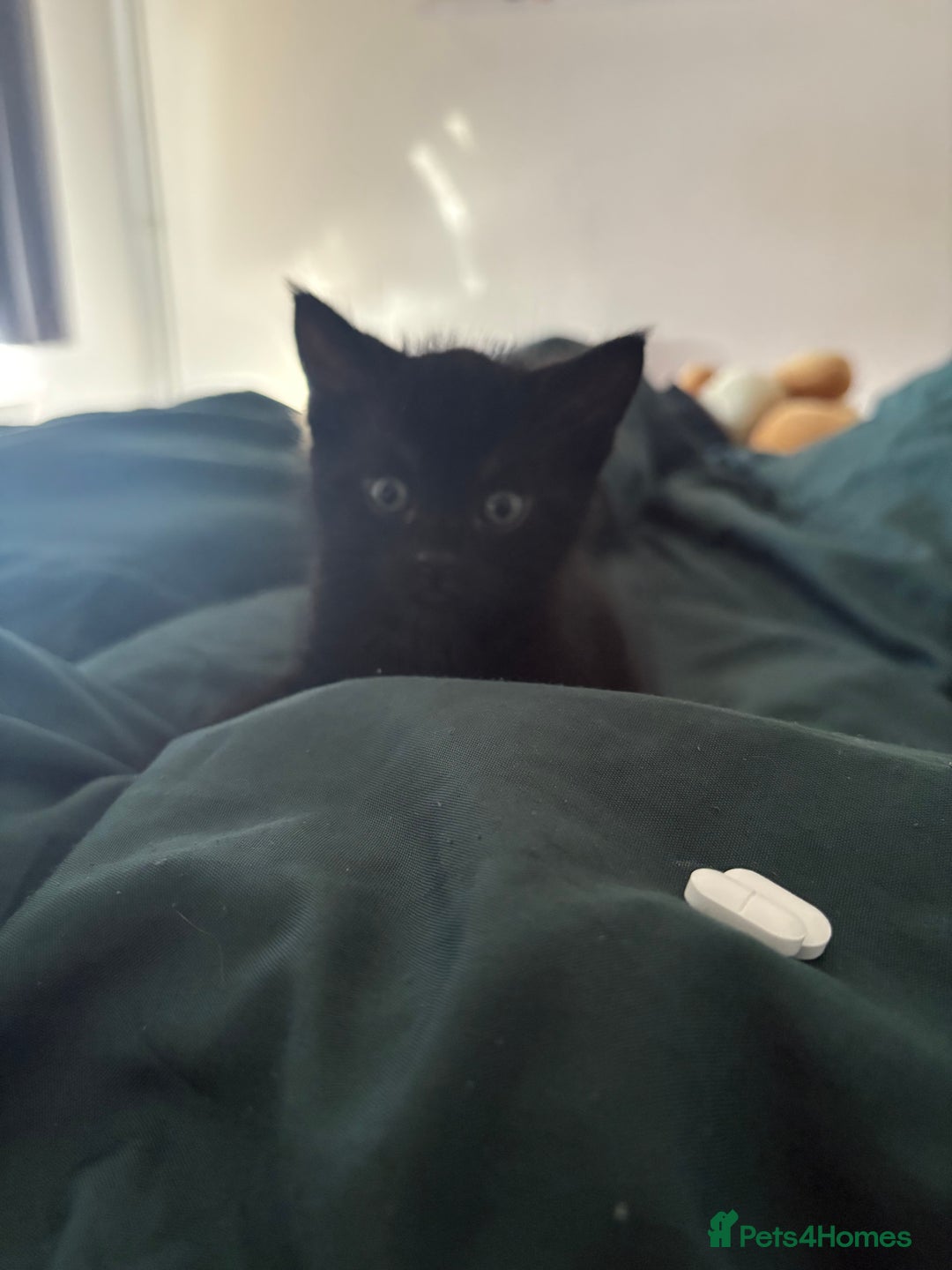 Mixed Breed cats for sale: Male Kittens  - Advert 6