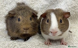 Guinea Pig rodents for sale: Gorgeous Guinea Pigs  - Image 1