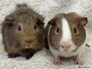 Guinea Pig rodents for sale - Advert 1