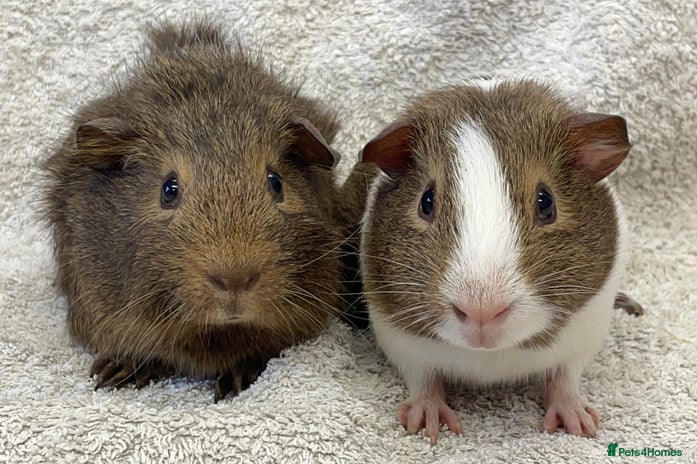 Guinea Pig rodents - Advert 2