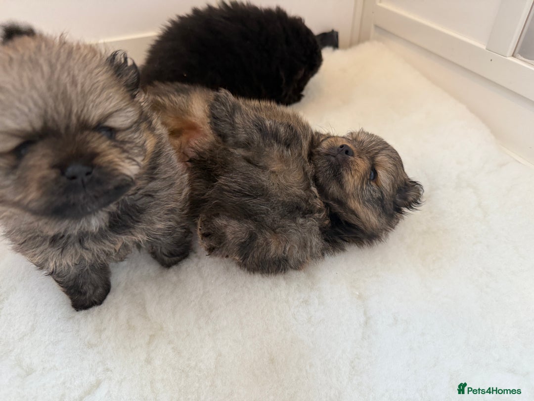 Pomeranian dogs for sale: Stunning Pomeranian puppies - Image 2