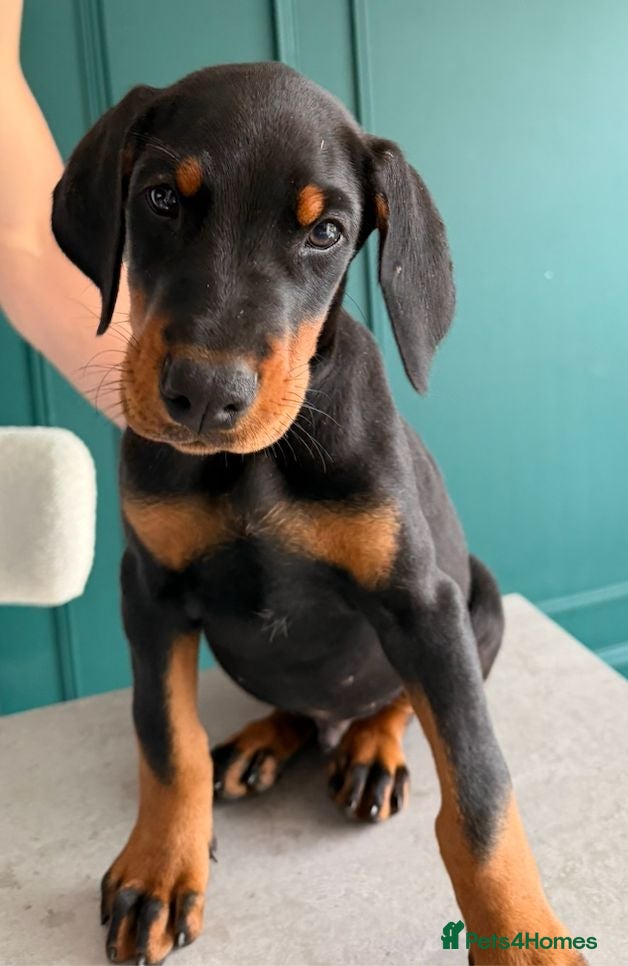 Dobermann dogs 2 LEFT,READY NOW,BEAUTIFUL DOBERMAN PUPPIES - Advert 1