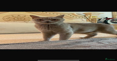 British Shorthair cats - Advert 2
