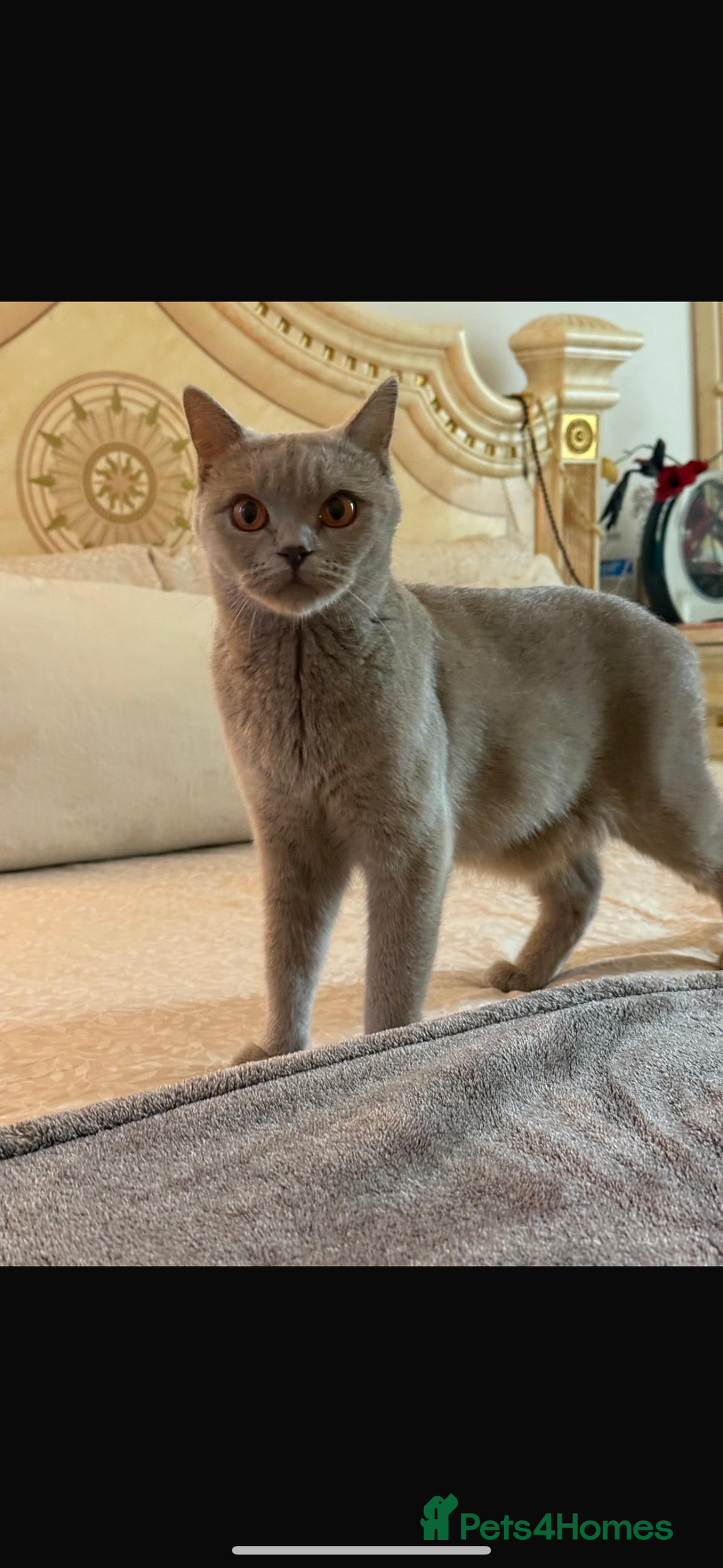 British Shorthair cats for sale: Female British shorthair kittens  - Image 3