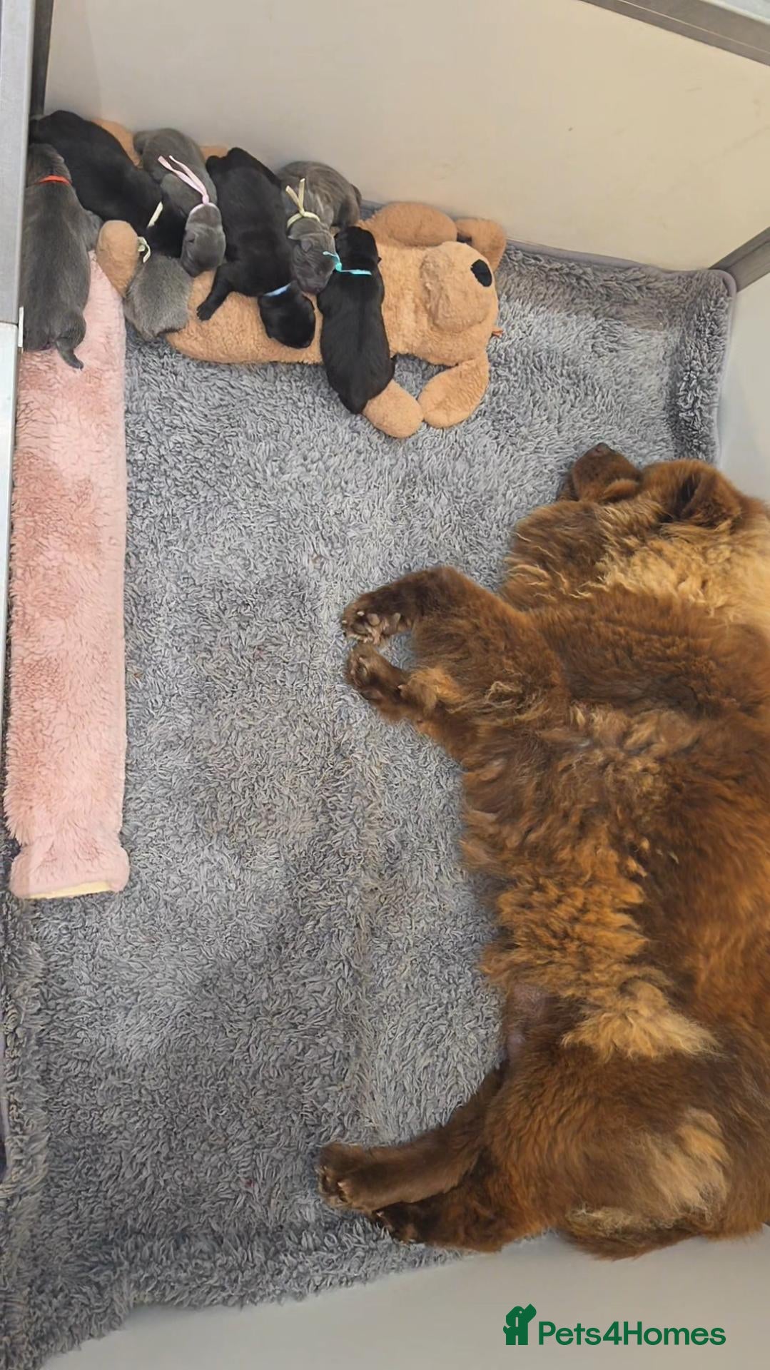 Mixed Breed dogs Chaffy puppies  - Advert 2