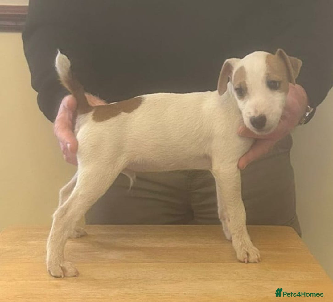 Jack Russell dogs for sale: Jack Russell  puppies - Advert 12