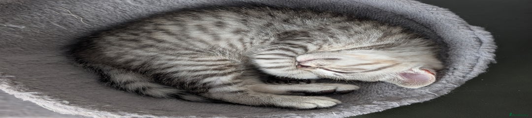 Selkirk Rex Kitten 1