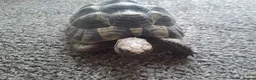 Hermann Tortoise reptiles for sale: Spur Thigh Med. Male Tortoise - Advert 3
